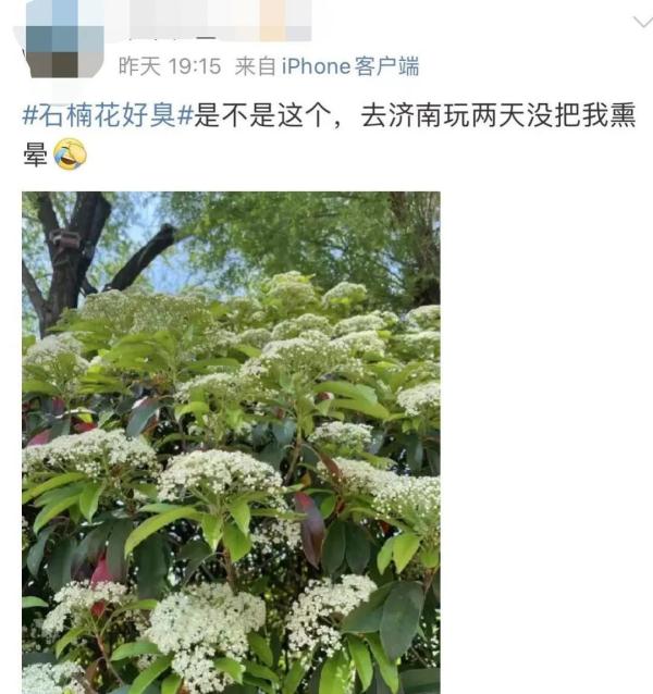 “臭”上热搜！这种花不好闻，为啥还要种？