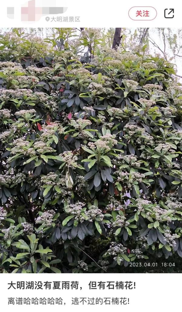 “臭”上热搜！这种花不好闻，为啥还要种？