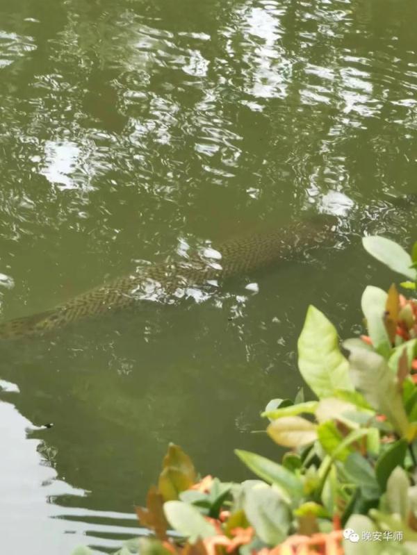 它又出现了！高校紧急围捕“鳄雀鳝”，能吃吗？
