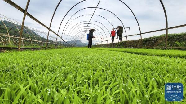 科技特派员助春耕