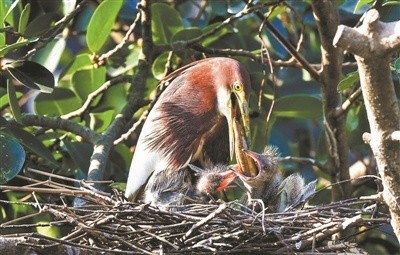 江门“小鸟天堂”迎来新长住“居民”，成华南地区最大鹭鸟自然孵化基地
