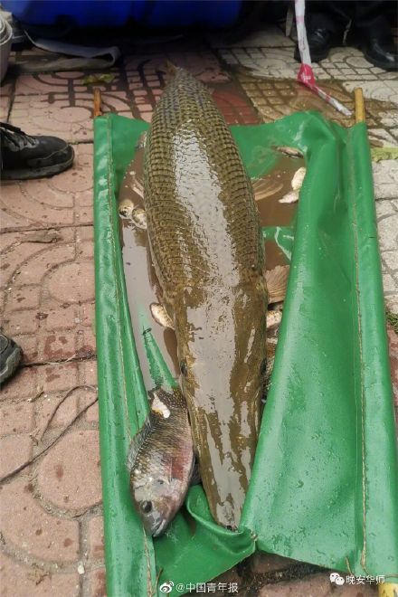 高校池塘鳄雀鳝已被围捕