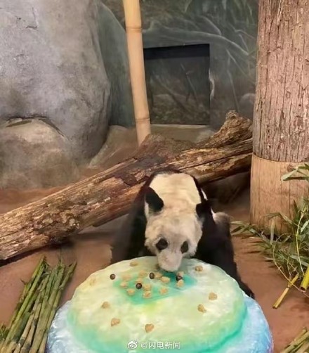 丫丫将通过温控卡车运输至机场