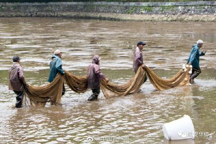 高校池塘鳄雀鳝已被围捕