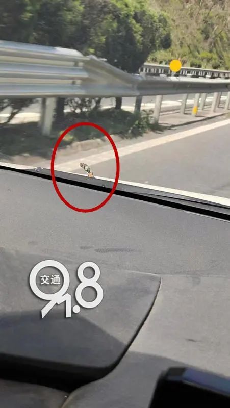 吓人！杭州一女司机开车途中居然发现车上惊现……