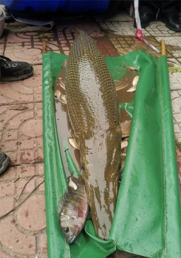 鳄雀鳝入侵！广州一高校紧急捕捞！