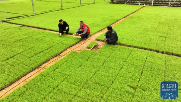 科技特派员助春耕