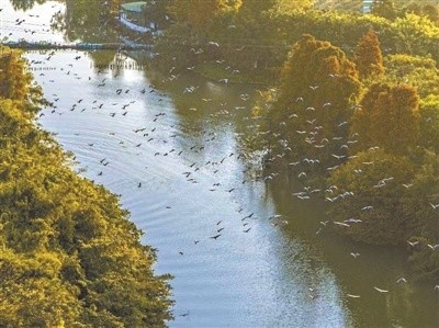 江门“小鸟天堂”迎来新长住“居民”，成华南地区最大鹭鸟自然孵化基地