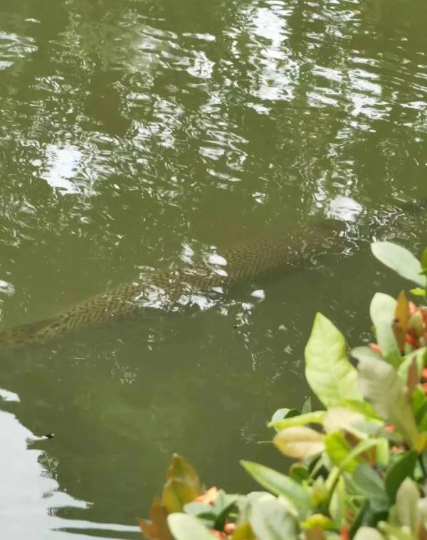 鳄雀鳝入侵！广州一高校紧急捕捞！