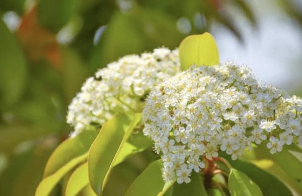 石楠花“臭”上热搜!气味一言“楠”尽,为啥还大面积种?专家释疑 石楠花“臭”上热搜!气味一言“楠”尽,为啥还大面积种?专家释疑