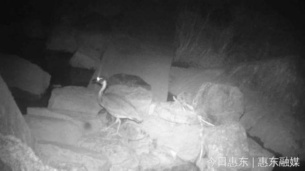 大湾区首次发现世界上最神秘的鸟