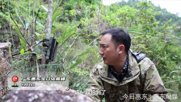 大湾区首次发现世界上最神秘的鸟