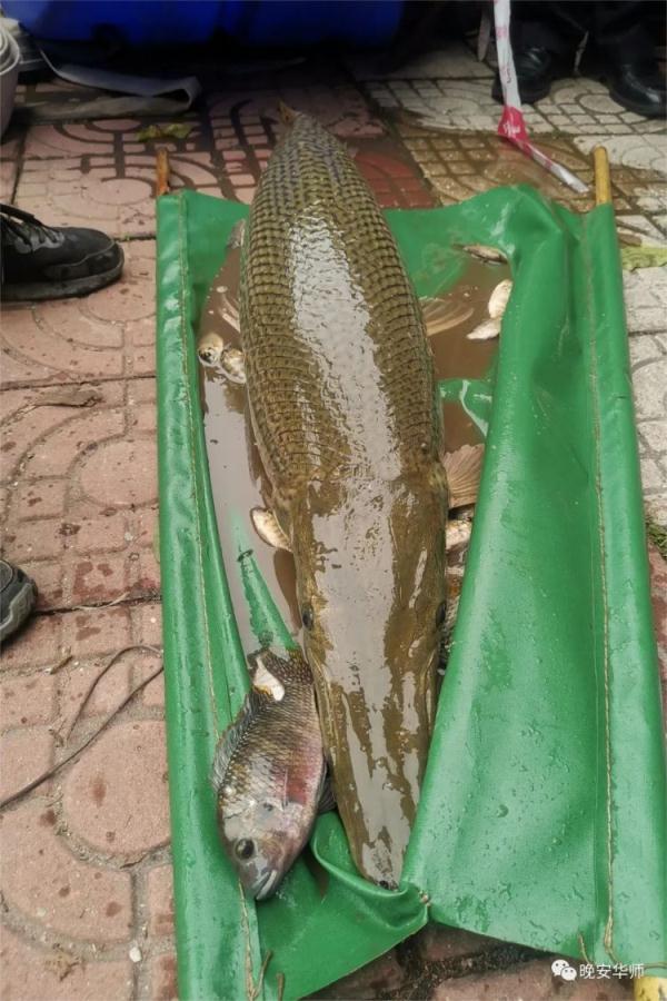 它又出现了！高校紧急围捕“鳄雀鳝”，能吃吗？