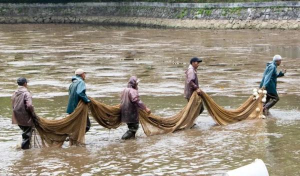 鳄雀鳝入侵！广州一高校紧急捕捞！