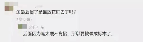 鳄雀鳝入侵！广州一高校紧急捕捞！