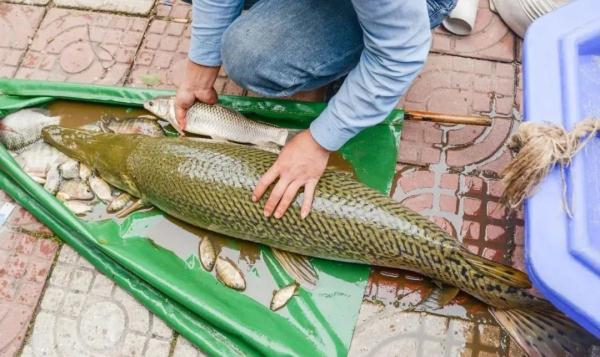 鳄雀鳝入侵！广州一高校紧急捕捞！