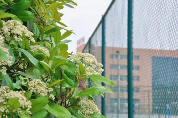 “臭”上热搜！这种花不好闻，为啥还要种？