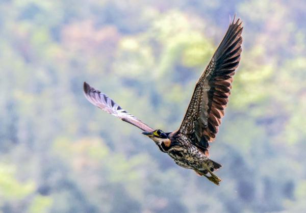 大湾区首次发现世界上最神秘的鸟