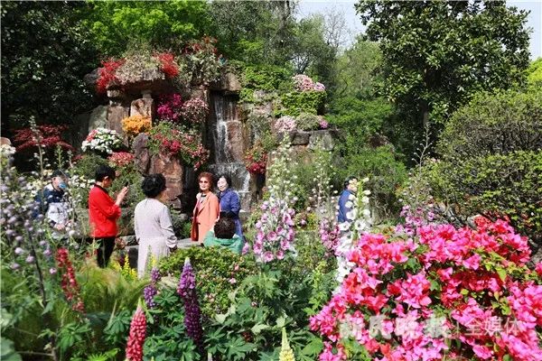 上海(国际)花展开幕,今年有哪些看点? 上海(国际)花展开幕,今年有哪些看点?