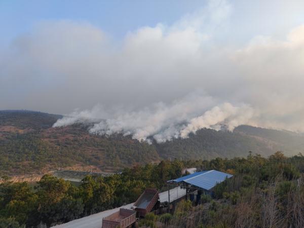 增援313名消防员，云南丽江、玉溪森林火灾仍在紧张扑救