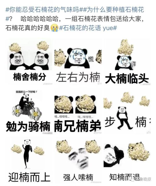 “臭”上热搜！这种花不好闻，为啥还要种？