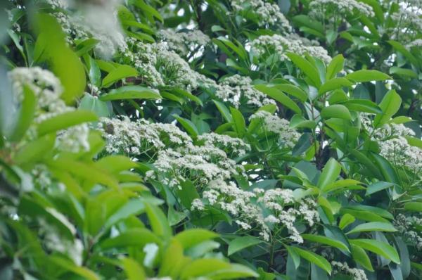 “臭”上热搜！这种花不好闻，为啥还要种？