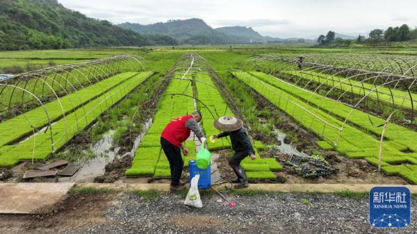 科技特派员助春耕