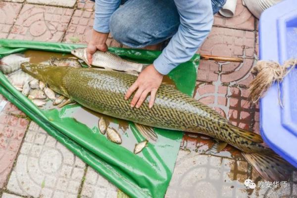 它又出现了！高校紧急围捕“鳄雀鳝”，能吃吗？