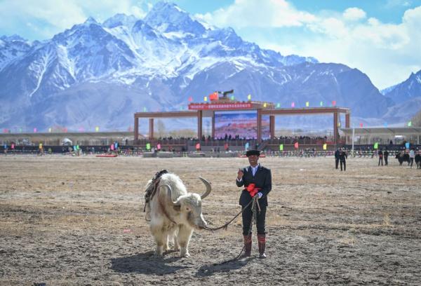 悦动天山:帕米尔高原上的牦牛骑士 悦动天山:帕米尔高原上的牦牛骑士