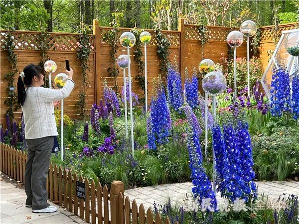 上海(国际)花展开幕,今年有哪些看点? 上海(国际)花展开幕,今年有哪些看点?