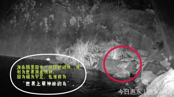 大湾区首次发现世界上最神秘的鸟