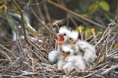 江门“小鸟天堂”迎来新长住“居民”，成华南地区最大鹭鸟自然孵化基地