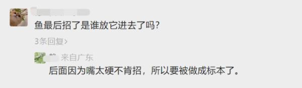 它又出现了！高校紧急围捕“鳄雀鳝”，能吃吗？