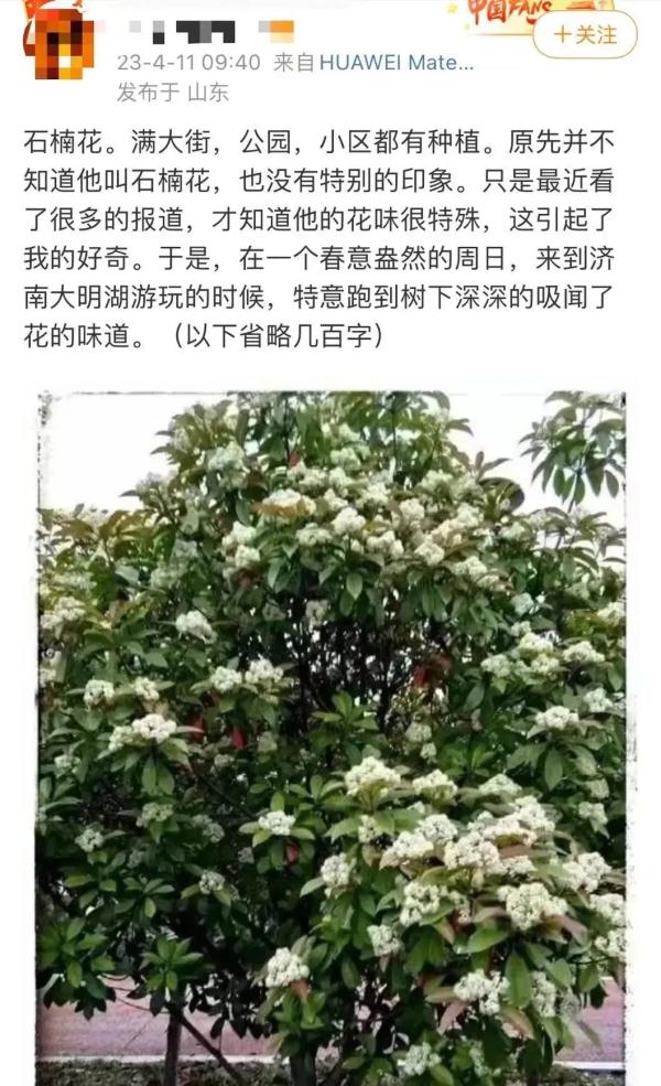 “臭”上热搜！这种花不好闻，为啥还要种？