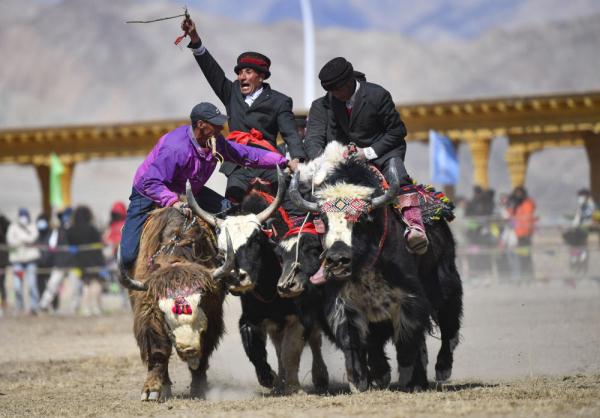 悦动天山:帕米尔高原上的牦牛骑士 悦动天山:帕米尔高原上的牦牛骑士