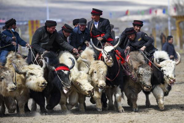 悦动天山:帕米尔高原上的牦牛骑士 悦动天山:帕米尔高原上的牦牛骑士