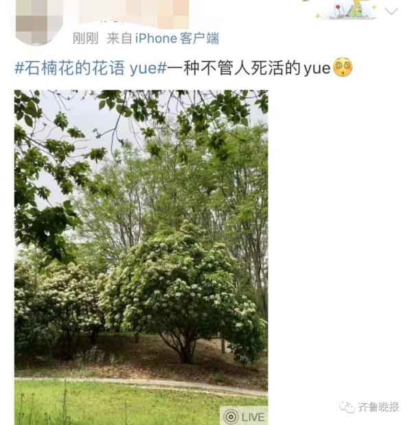 “臭”上热搜！这种花不好闻，为啥还要种？
