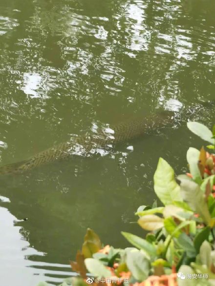 高校池塘鳄雀鳝已被围捕
