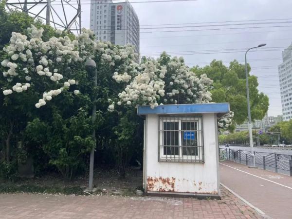 上海一闲置治安亭竟被网红攀爬拍照?最新消息:即将拆除! 上海一闲置治安亭竟被网红攀爬拍照?最新消息:即将拆除!