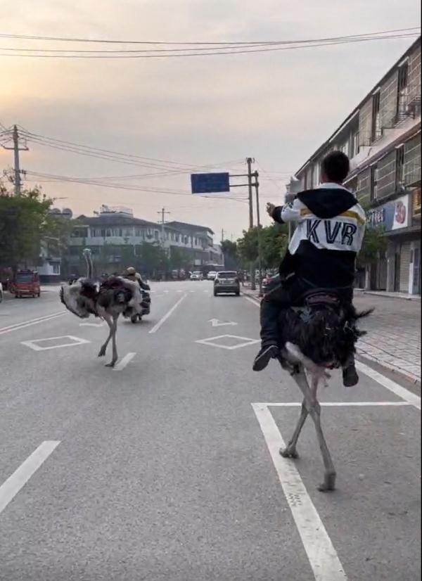 绵阳一男子骑鸵鸟上路 交警：已进行了批评教育