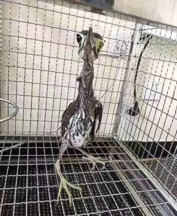 首次现身惠州!“世界上最神秘的鸟” 来了 首次现身惠州!“世界上最神秘的鸟” 来了