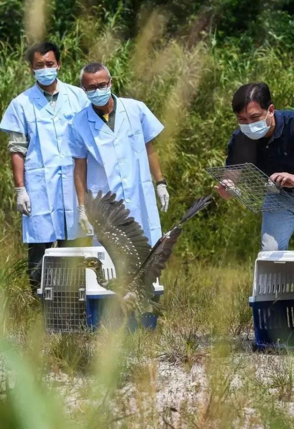 首次现身惠州！“世界上最神秘的鸟” 来了