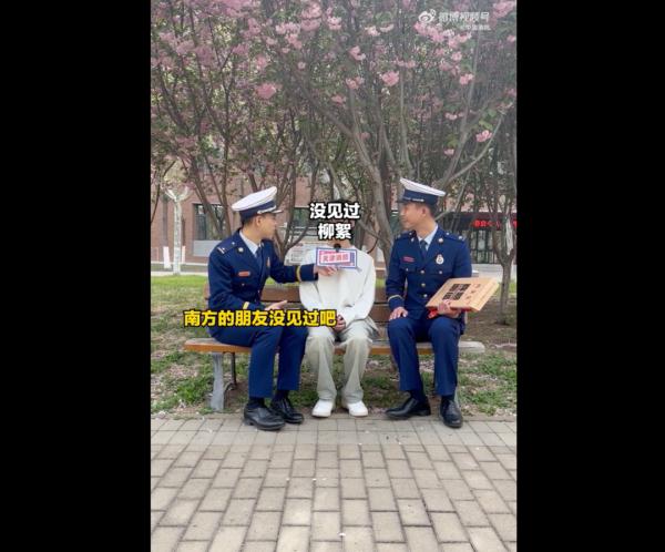 大学生点柳絮被举报，后续来了......