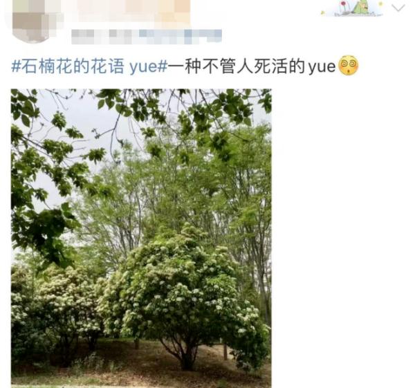 “臭”上热搜！这些“臭臭花”南宁也有！
