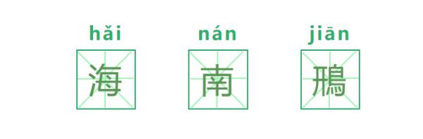 首次现身惠州！“世界上最神秘的鸟” 来了