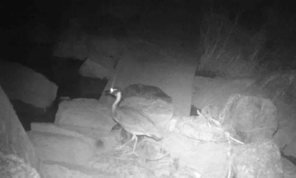 首次现身惠州！“世界上最神秘的鸟” 来了