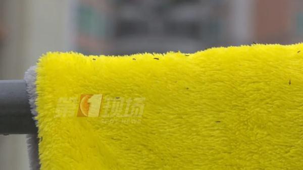 注意！升温后天降黑色“小虫雨”，深圳人出门该怎么穿？