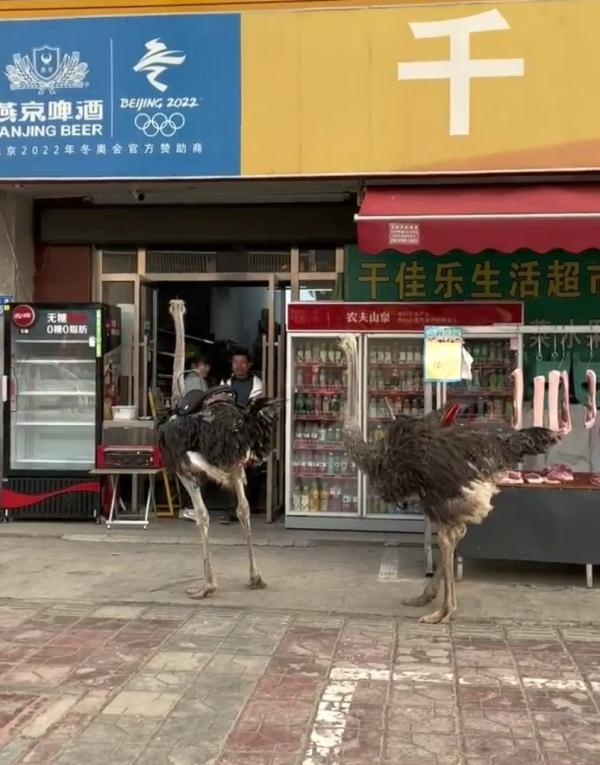 绵阳一男子骑鸵鸟上路 交警：已进行了批评教育