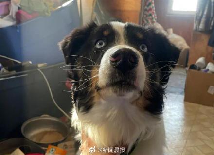 失踪一个月,美国一只牧羊犬游了241公里穿越白令海峡获救 失踪一个月,美国一只牧羊犬游了241公里穿越白令海峡获救