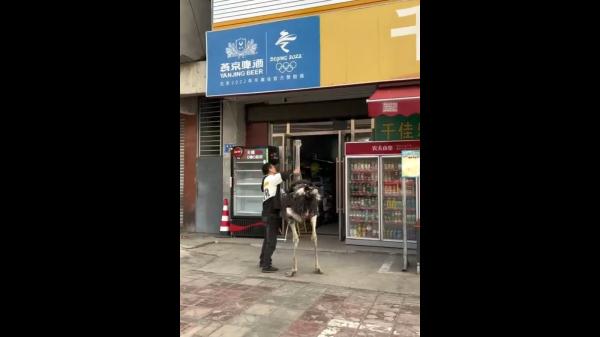 绵阳一男子骑鸵鸟上路 交警：已进行了批评教育